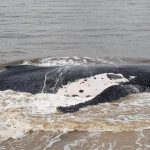 EXCLUSIF | Baleine échouée à Muanda : toujours vivante, elle mobilise autorités nationales et services de conservation, tout savoir dans les moindres détails